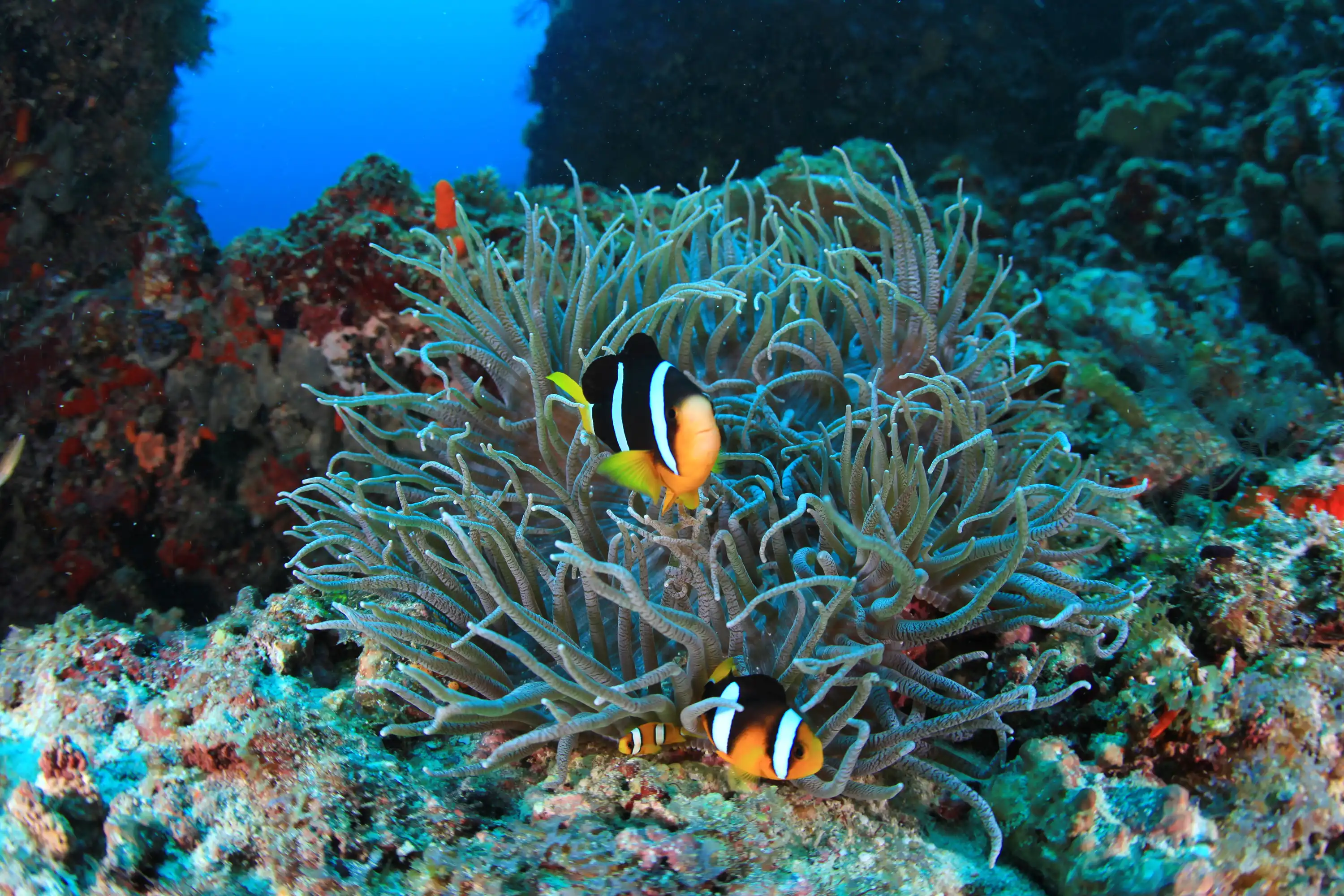 Ocean Dive Center - pic 2