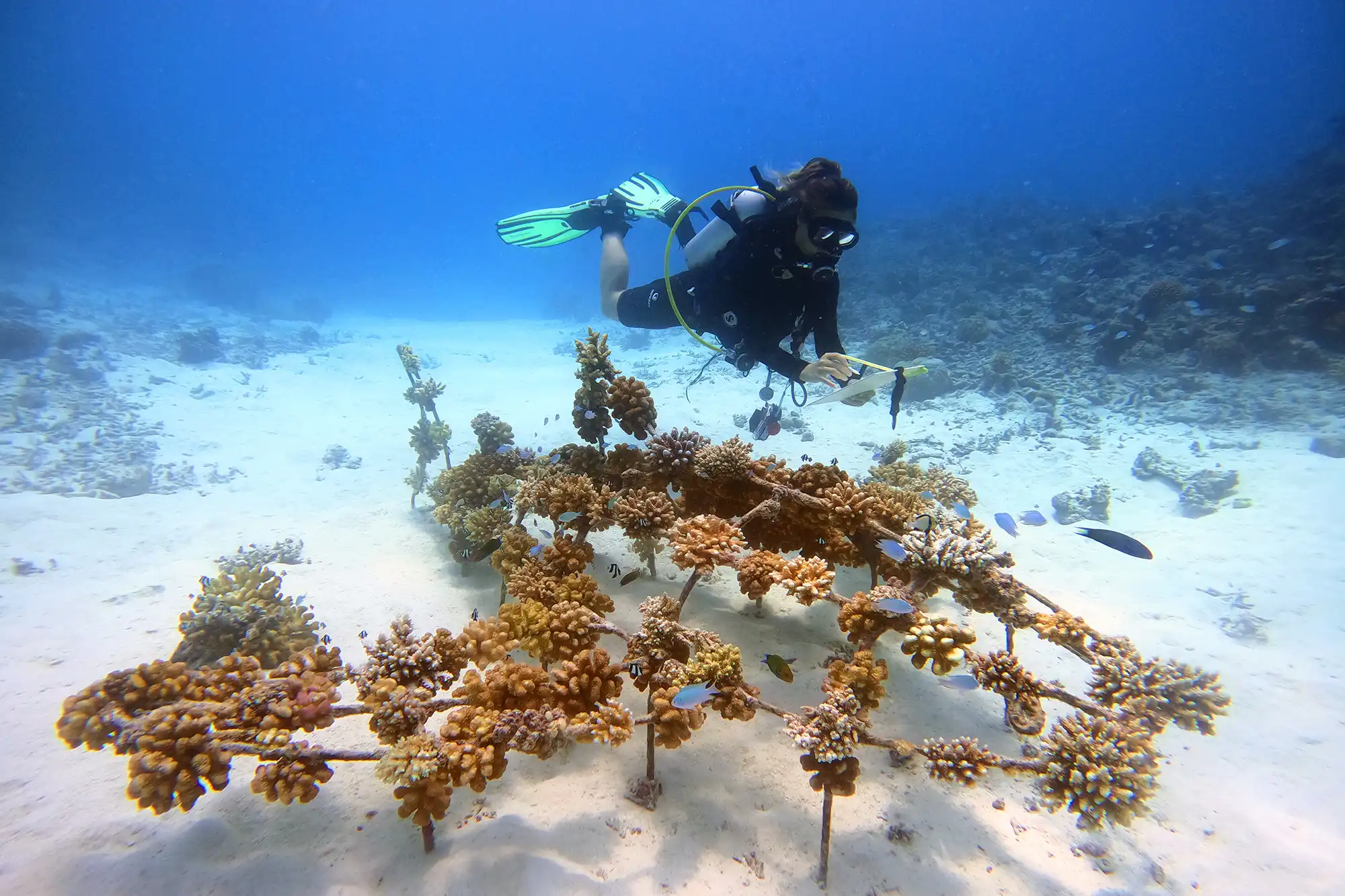 Ocean Dive Center - pic 4