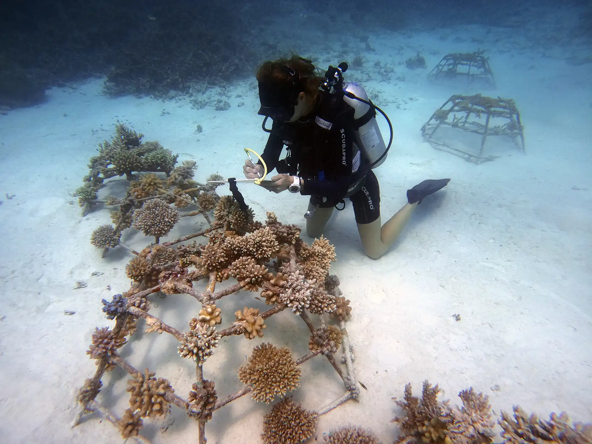 Ocean Dive Center - pic 5