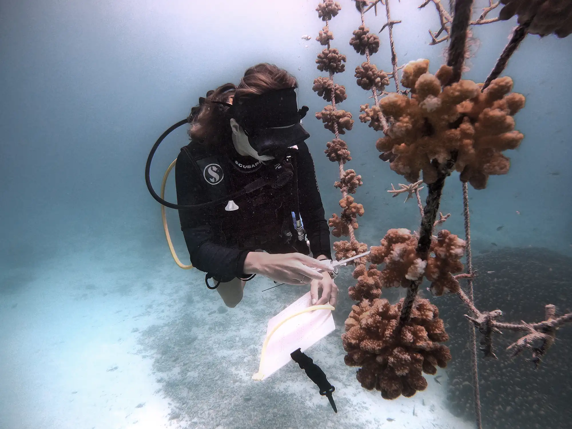 Ocean Dive Center - pic 3