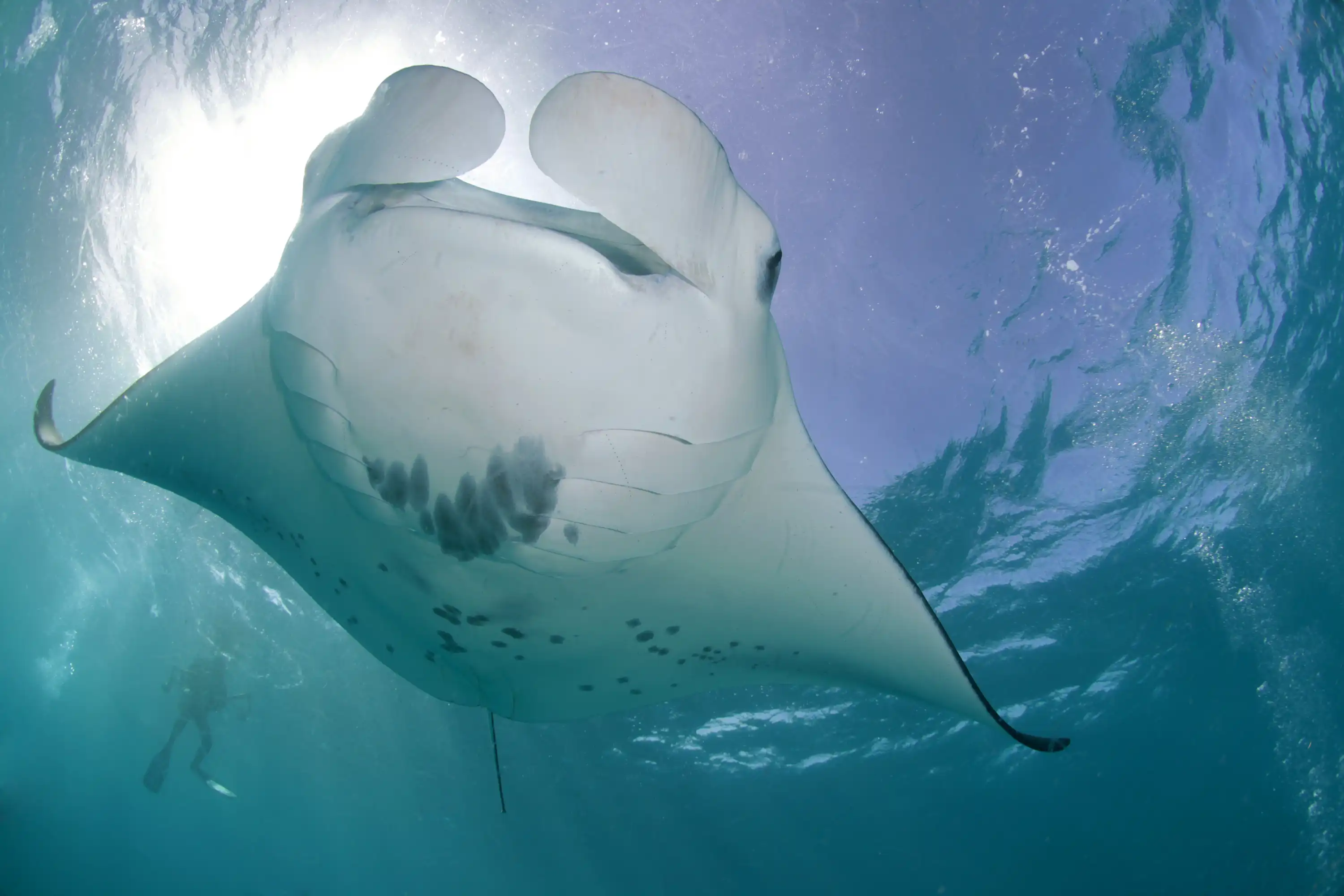 Ocean Dive Center - pic 6