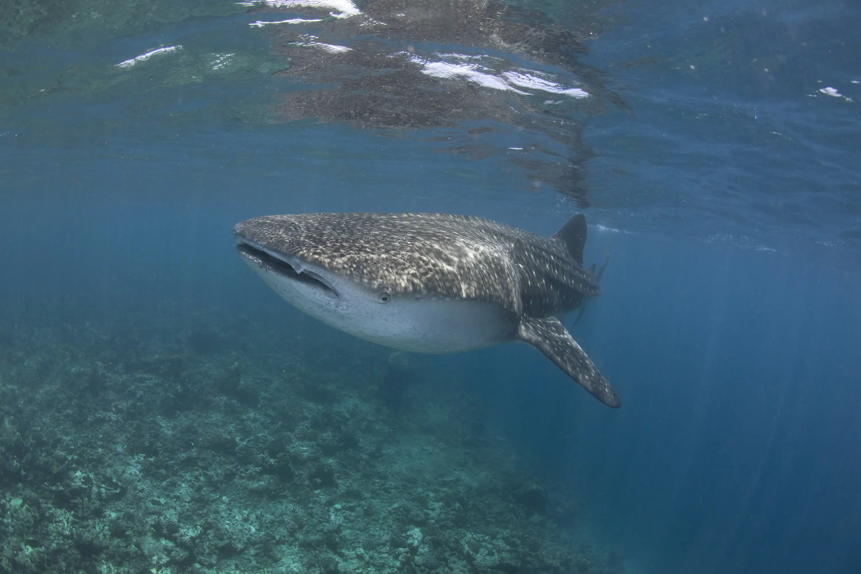 Ocean Dive Center - pic 12