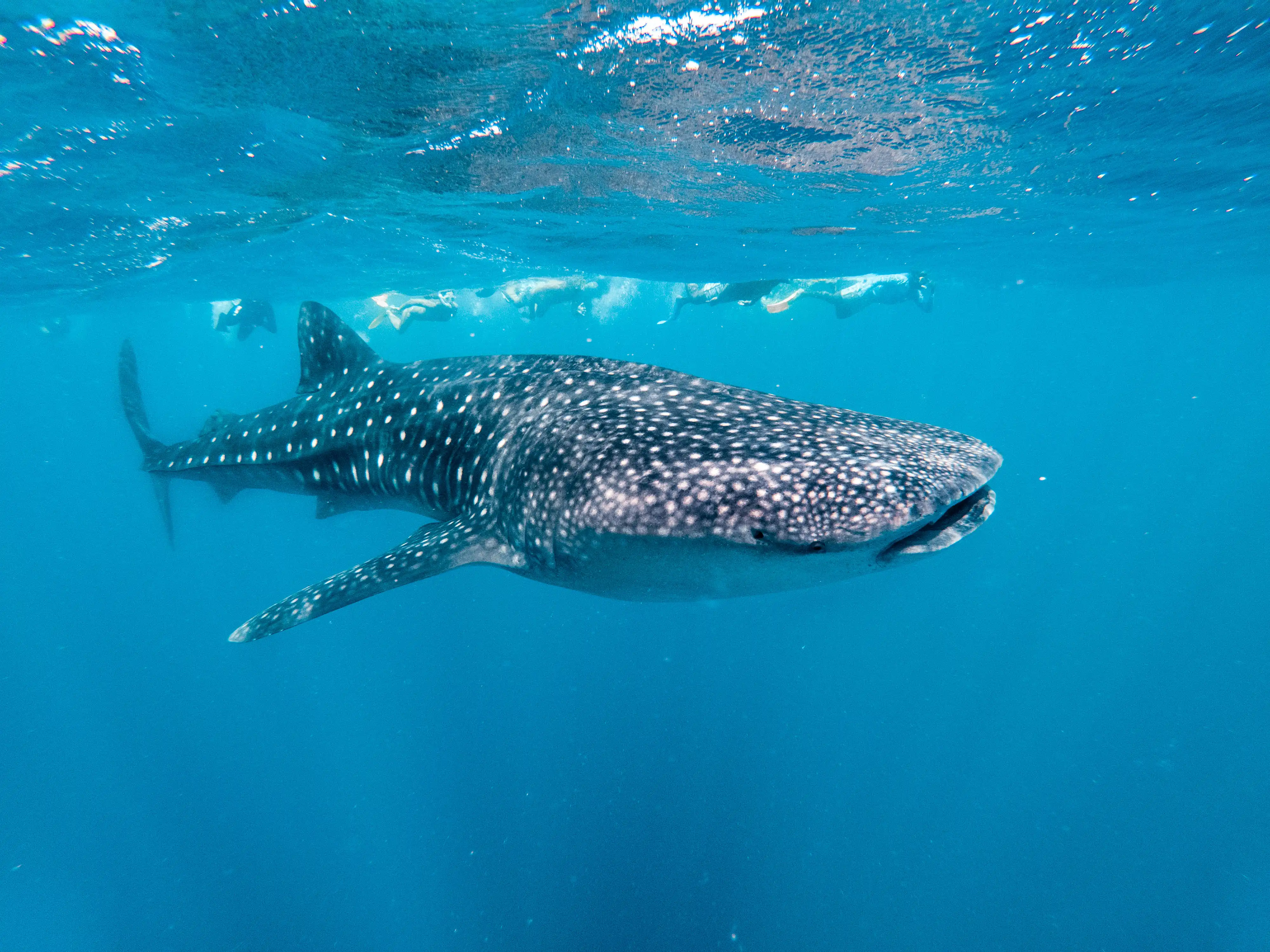 Ocean Dive Center - pic 13