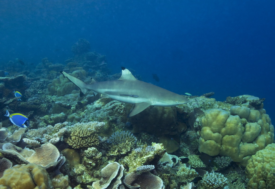 海洋中心 - pic 6