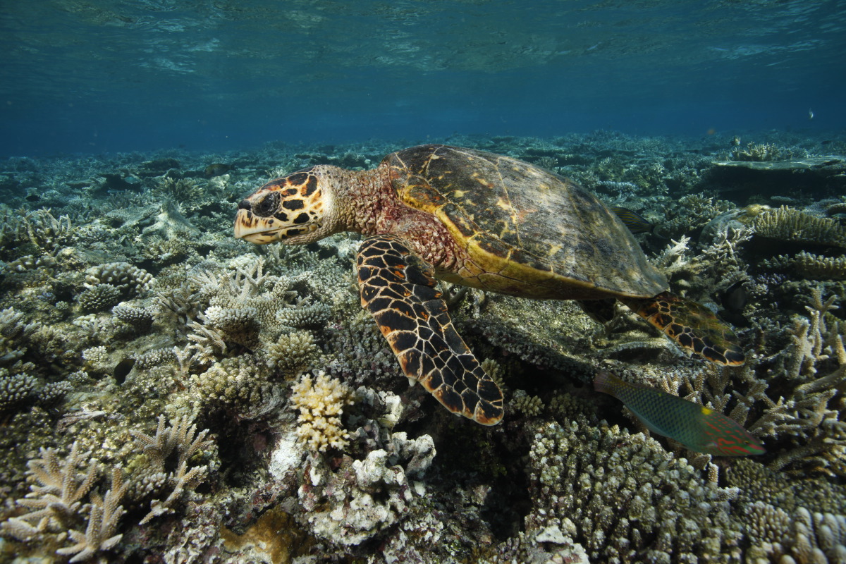 海洋中心 - pic 7