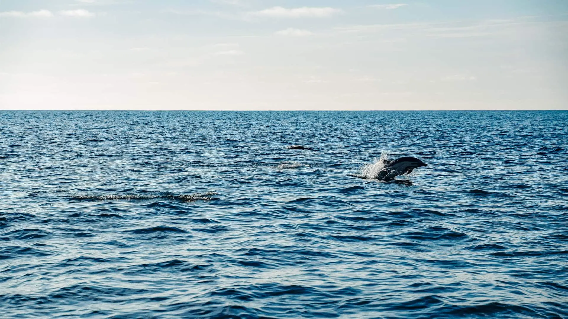 馬爾地夫伊瑚魯悅苑島（Dhawa Ihuru） - 图片 5