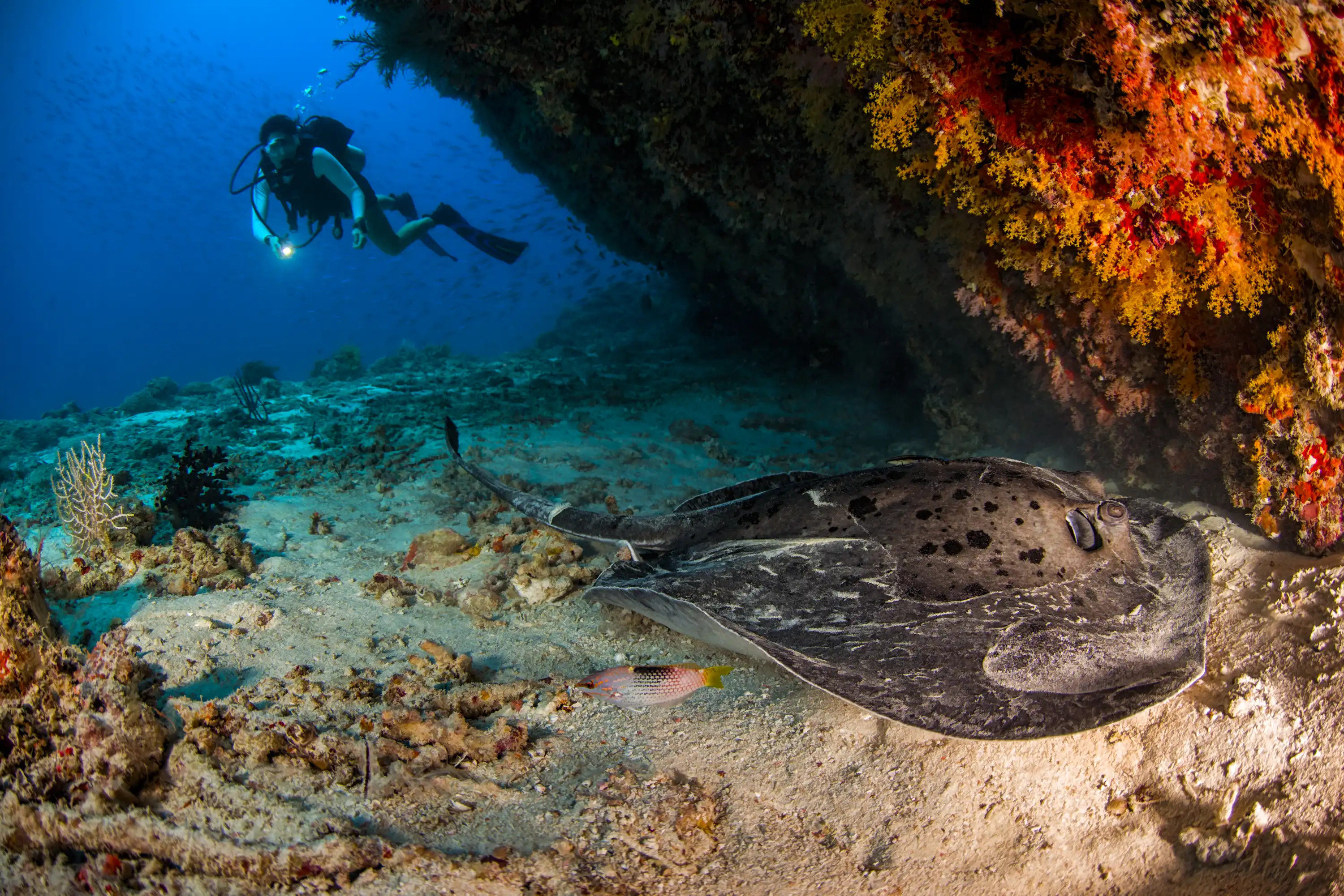 Ocean Dive Centre - pic 9