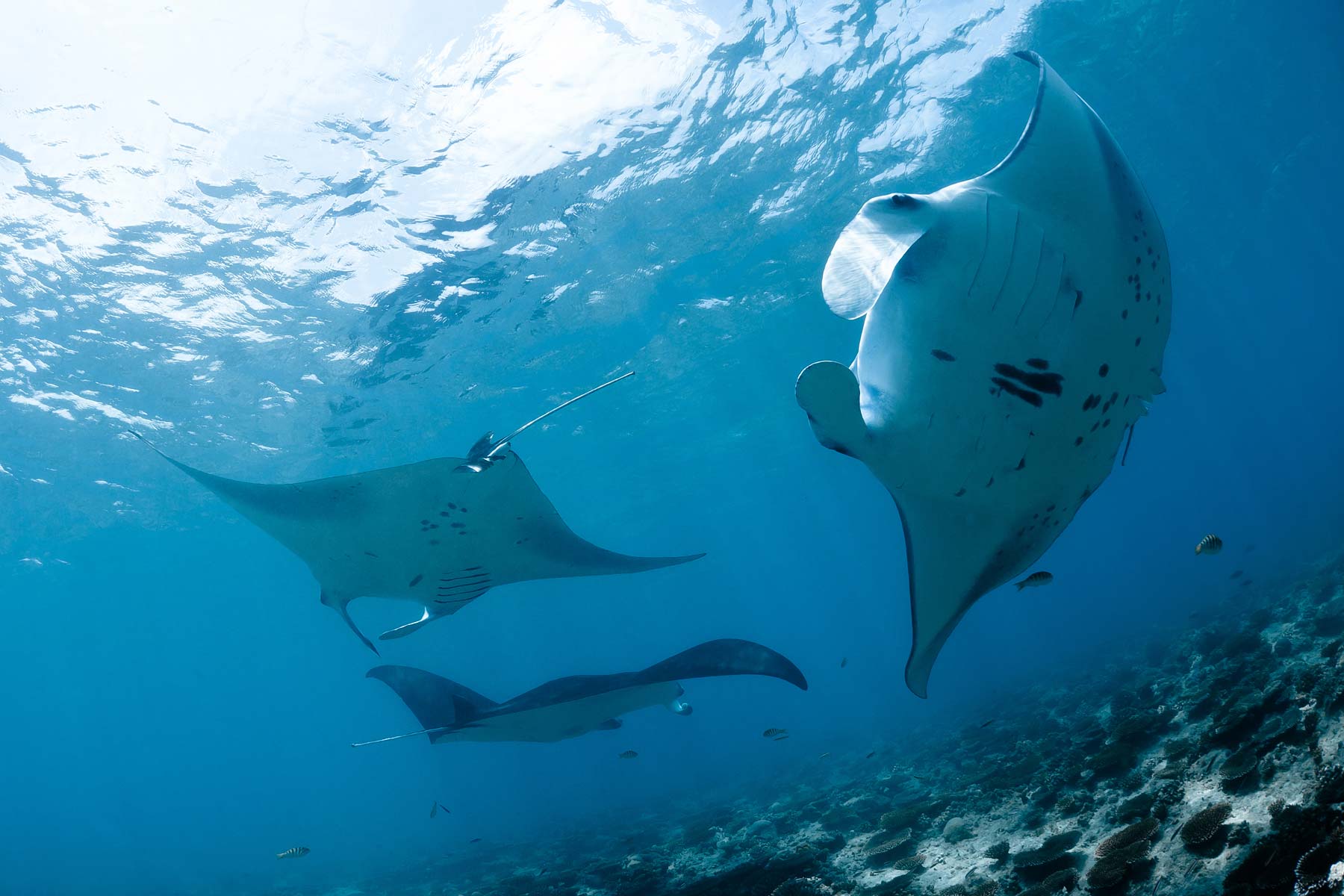 Diving Facilities & Courses - pic 5