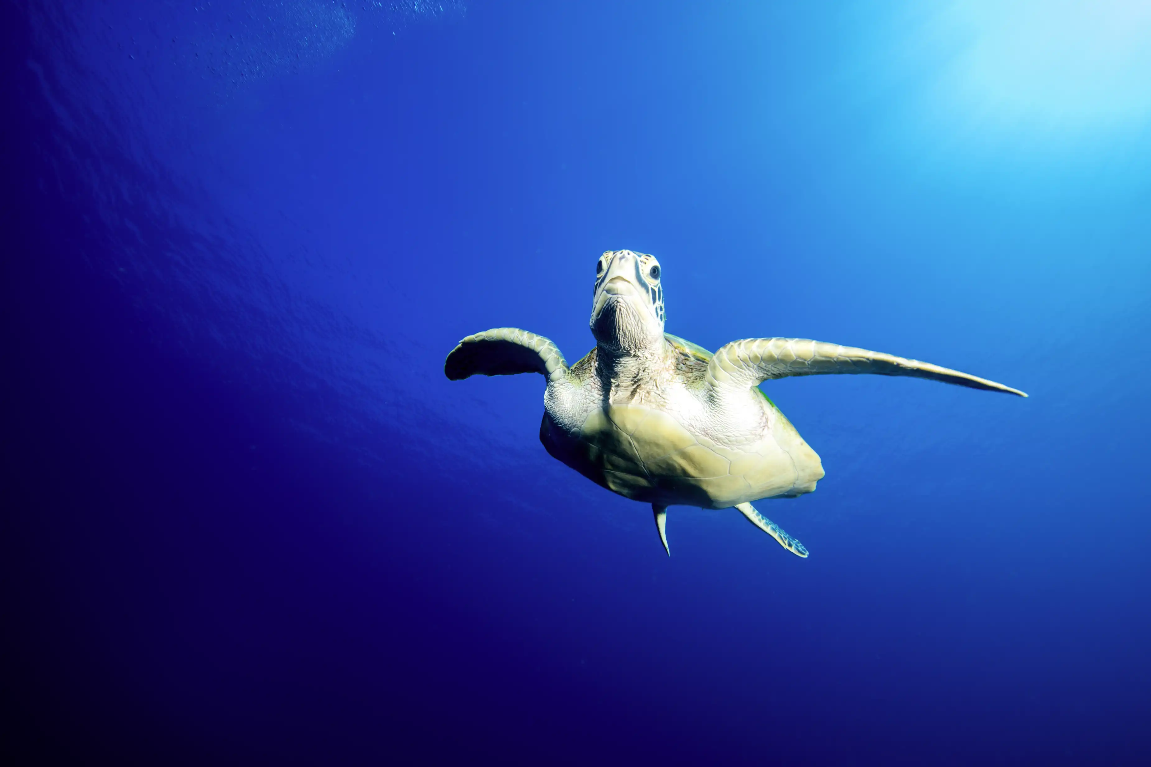 Diving & Snorkeling Experiences