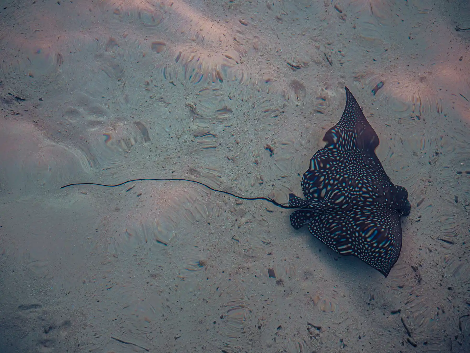 Dive Center & Watersports - pic 11